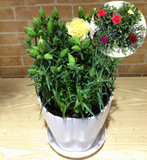 浴花谷花卉绿植康乃馨盆栽阳台桌面花卉母亲节礼品鲜花多色可选