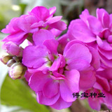 芳香花卉种子 紫罗兰种子 阳台庭院盆栽花草种子 四季可播易种植
