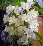 兰花-洋兰-- 白花日本春石斛兰  好种易开花 浓郁芳香 花姿优美