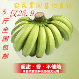 当季福建农家天宝特产banana新鲜青香蕉水果批发包邮 5斤无催熟剂