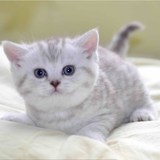 家养出售－赛级英国短毛猫 纯种蓝色 渐层 乳白色等*捌