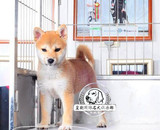 纯种日本柴犬幼犬 出售 日系柴犬宠物狗狗 支持支付宝 可送货
