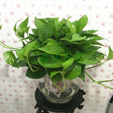 水培植物水培绿萝吊兰桌面盆栽绿植净化空气室内植物成都送货