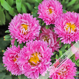 翠菊 花卉种子盆景室内盆栽植物花草花种子阳台易种 重瓣粉色40粒