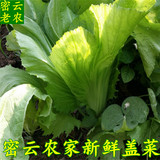 农家有机种植新鲜蔬菜盖菜青菜大叶盖菜长生菜做四川泡菜酸菜500g