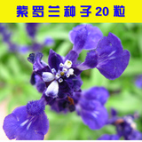 紫罗兰四季易种易活室内盆栽花卉秋冬季花种子花草冬天花籽秋播种
