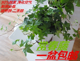 室内绿植常春藤 常青藤 吊兰植物盆栽花卉 强效吸甲醛净化空气苯