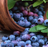 【虹安果苗】果树苗蓝莓苗 盆栽苗  多品种可选 小2加仑