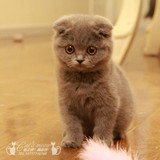 内有视频【个人家养】蓝色苏格兰折耳猫宠物猫纯种猫