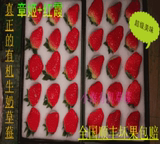 新鲜奶油草莓绿色食品母婴冬季草莓2盒68元有机水果红霞草莓+章姬