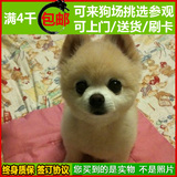 纯种博美犬 黄色俊介犬 幼犬出售 超小体茶杯犬 哈多利宠物狗狗32