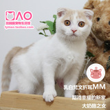【田园家猫宝宝】乳白色折耳母猫纯种猫折耳猫美短英短MM3个月