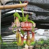 食虫植物-红瓶猪笼草(S)苗|盆栽|食虫草| 净化空气(新手必备)