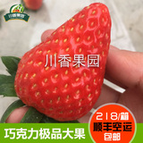 新鲜草莓水果现摘现发 四川双流冬草莓巧克力草莓珍品大果 包顺丰