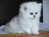 赛级金吉拉 纯种渐层波斯猫长毛猫 上海猫舍宠物猫咪