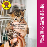 孟加拉豹猫幼猫 纯种豹猫出售 豹猫母猫咪 小豹猫崽 金钱豹猫