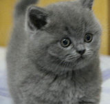 【极品】深蓝英国短毛猫 高品质纯种英短蓝猫 种公骨量超级小狗熊