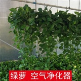 绿航 绿萝 植物盆栽花卉办公室净化空气吸甲醛防辐射新房除味植物