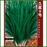 久星9号韭菜种子    休眠品种，冬季回秧，春季早发，产量高