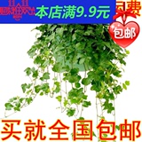 中华常春藤吊兰种子 植物盆栽 花卉种子 除90%苯 净化空气吸甲醛