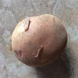 2016 新鲜土豆 刚挖出的土豆 红皮黄心土豆