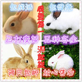 宠物兔宝宝迷你兔子活体纯种公主兔熊猫兔小白兔兔自家繁殖包邮活
