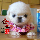 南京纯种北京京巴幼犬赛级宫廷犬超可爱长不大雪白的宠物狗狗1