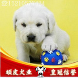 北京拉布拉多犬纯种幼犬 出售奶白色拉布拉多猎犬 家养宠物狗