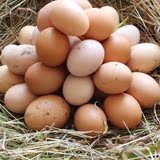 苏北正宗新鲜土鸡蛋 农家散养 纯天然有机自养草鸡蛋 满30包邮！