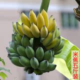 粉蕉新鲜糯米蕉高州有机水果无催熟海南皇帝蕉五斤包邮
