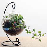 DIY创意苔藓微景观生态瓶 办公室桌面植物盆栽玻璃龙猫奇趣摆件