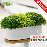爱忧尚组合绿植盆栽绿地球办公桌床头卧室阳台小型植物又称翠云草