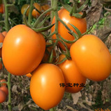 蔬菜种子 黄圣女果种子 樱桃小番茄 西红柿 阳台盆栽瓜果蔬菜种子