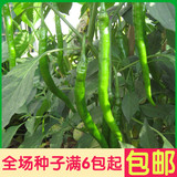 线椒 辣椒种子 蔬菜 家庭种植 阳台盆栽 高出芽率精装