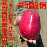 西和礼县有机栖霞新鲜蛇果冰糖心香甜粉面优质花牛刮泥10斤苹果