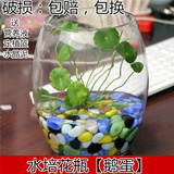 新款 鹅蛋型 水培玻璃花瓶 鹅蛋玻璃瓶 水培器皿圆形透明花瓶花盆