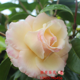 【新世纪】黄色玫瑰型茶花  二年到多年扦插苗 盆栽茶花苗 量少