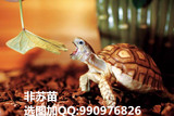 宠物龟活体陆龟活体草龟新手龟乌龟活体素食龟约10-20cm吃菜龟苗