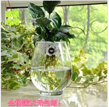 透明水培花瓶 恐龙蛋玻璃花瓶 玻璃水培插花玻璃花瓶 赠送定植篮