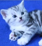 【自家实拍】高品质美短银虎斑 虎斑猫虎纹猫 美国短毛猫纯种宠物