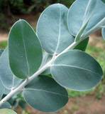 [1加仑盆栽苗]珍珠相思/银叶金合欢 Acacia podalyriifolia