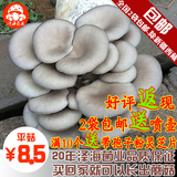 平菇 菌包 菌种食用菌棒菌包多肉植物阳台种植蘑菇种子包 菌 蘑菇