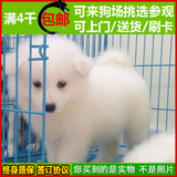 北京出售 纯种萨摩耶犬 幼犬 家养健康白色宠物狗狗雪橇犬 送货59