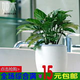 如水孔雀竹芋盆栽 办公室内水培小植物整套花卉创意绿植 净化空气