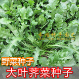 【大叶荠菜种子】板叶荠菜 地米菜 护生草 野菜种子保健蔬菜 降压