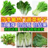 最热24种蔬菜种子 青菜 白菜 黄心菜 菠菜 苋菜 茼蒿 包菜等包邮