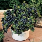 亏本促销 当年结果蓝莓果树苗 盆栽精品蓝莓 三年苗和多种选择