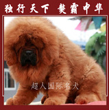 藏獒幼犬出售纯种家养臧獒幼犬出售红獒铁包金大狮头可视频BJ-56