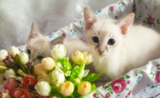 暹罗猫虎斑色超白超蓝眼幼猫公猫包健康一个月活体宠物猫真猫