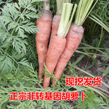 新鲜蔬菜农家自种非转基因胡萝卜 有机绿色无公害带泥胡萝卜辅食
